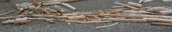 beach driftwood